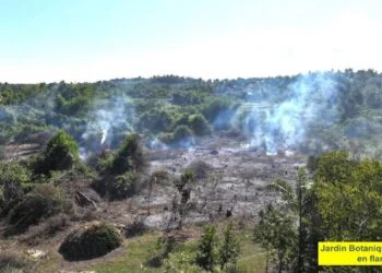 Endemic plants at Les Cayes botanical garden burned and turned into charcoal