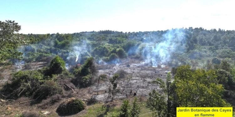 Endemic plants at Les Cayes botanical garden burned and turned into charcoal