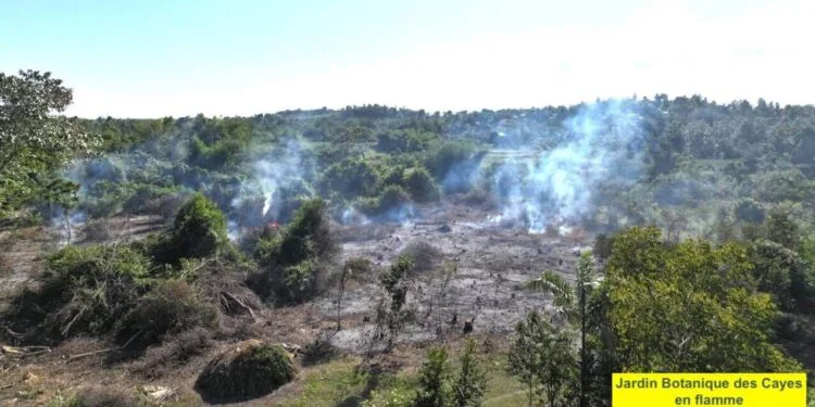 Endemic plants at Les Cayes botanical garden burned and turned into charcoal