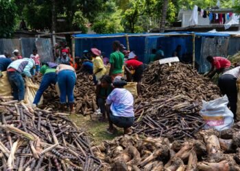 Limbé: Agricultural fair to boost productivity
