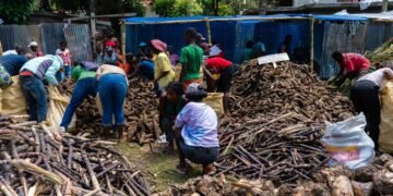 Limbé: Agricultural fair to boost productivity
