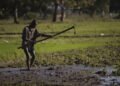 Two Trajectories, One Island: Dominican Republic Strengthens Rice Power as Haiti Slips Behind