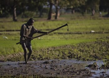 Two Trajectories, One Island: Dominican Republic Strengthens Rice Power as Haiti Slips Behind