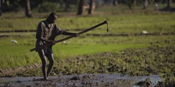 Two Trajectories, One Island: Dominican Republic Strengthens Rice Power as Haiti Slips Behind 12 Two Trajectories, One Island: Dominican Republic Strengthens Rice Power as Haiti Slips Behind