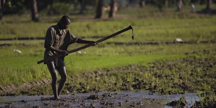 Two Trajectories, One Island: Dominican Republic Strengthens Rice Power as Haiti Slips Behind