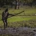Two Trajectories, One Island: Dominican Republic Strengthens Rice Power as Haiti Slips Behind
