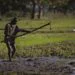 Two Trajectories, One Island: Dominican Republic Strengthens Rice Power as Haiti Slips Behind